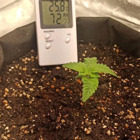 Sweet ZZ growlog photo: T.E.: 15\30°C
T.I.: 24/28
H.R.: 45/85%
Visitantes indesejados, amanhã procurar joaninhas