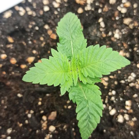 Sweet ZZ growlog photo: T.E.: 15\30°C
T.I.: 24/28
H.R.: 45/85%
Visitantes indesejados, amanhã procurar joaninhas