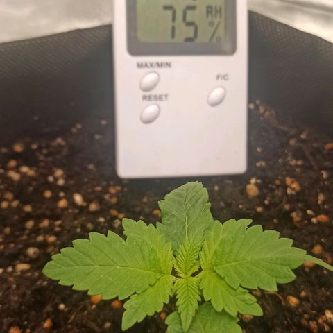 Sweet ZZ growlog photo: Retirados insectos indesejados.
T.E.: 18/30°C
T.I.: 23/26°C
H.R: 70/95%