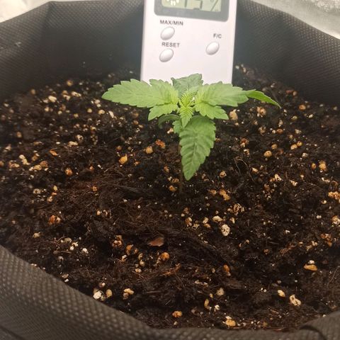 Sweet ZZ growlog photo: Retirados insectos indesejados.
T.E.: 18/30°C
T.I.: 23/26°C
H.R: 70/95%