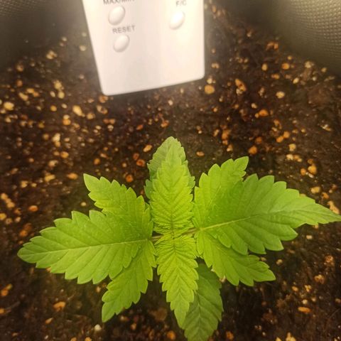 Sweet ZZ growlog photo: Deixar o solo secar antes de regar novamente.
T.E.: 17/30°C
T.I.: 23/28°C
H.R.: 50/92%