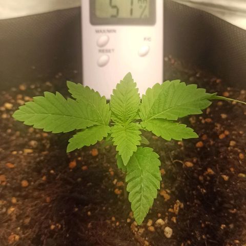 Sweet ZZ growlog photo: Deixar o solo secar antes de regar novamente.
T.E.: 17/30°C
T.I.: 23/28°C
H.R.: 50/92%