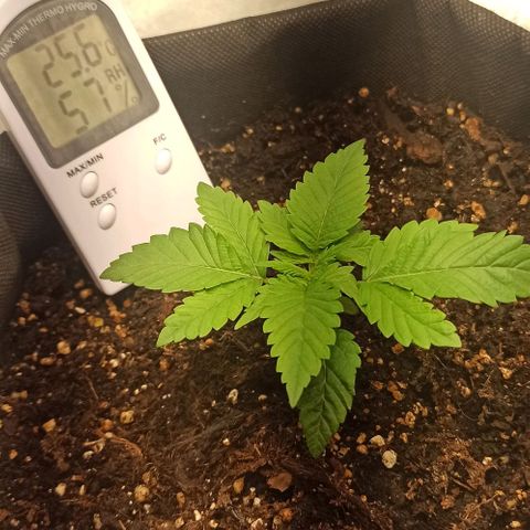 Sweet ZZ growlog photo: Última rega no dia 18/08/2022
A terra começa a ficar seca, regar no dia 25.
T.E.: 17/22°C
T.I.: 25/28°C
H.R.: 45/65%