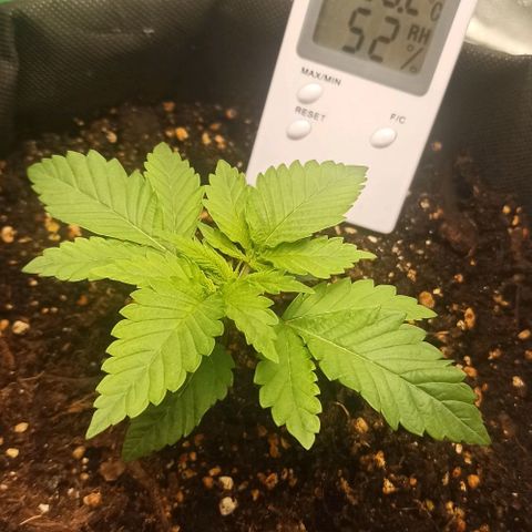 Sweet ZZ growlog timeline photo