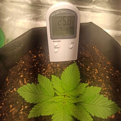 Sweet ZZ growlog timeline photo