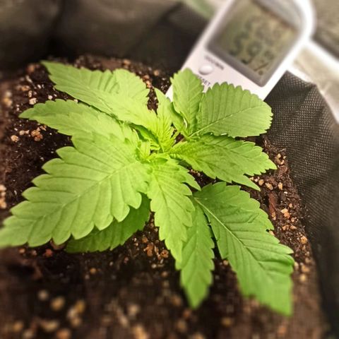 Sweet ZZ growlog photo: Looking good.
T.E.: 15/24°C
T.I.: 23/28.5°C
H.R.: 45/90%