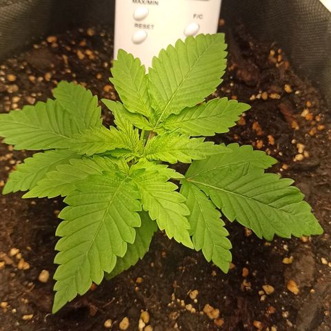 Sweet ZZ growlog photo: Looking good.
T.E.: 15/24°C
T.I.: 23/28.5°C
H.R.: 45/90%
