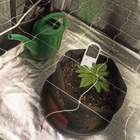 Sweet ZZ growlog photo: Setup 