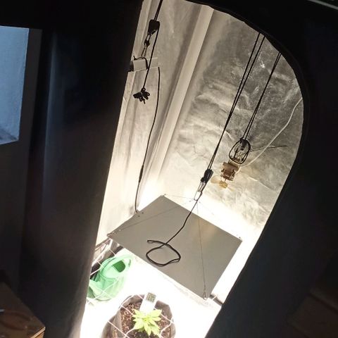 Sweet ZZ growlog photo: Setup 