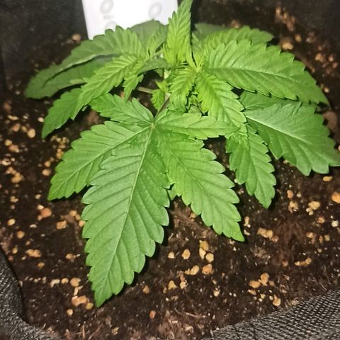 Sweet ZZ growlog photo: Remember, water soil tomorrow