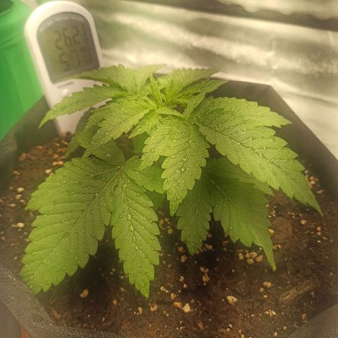 Sweet ZZ growlog photo: Rega de solo e rega de planta para simular chuva.
Grandes progressos a nível de tamanho e de folhagem.
Começar a preparar treino LST para posterior aplicação do método ScrOG.