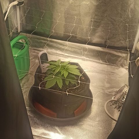 Sweet ZZ growlog photo: Ajuste da luz, estava a 45cm do topo da planta, subi 5cm para 50cm.
Ajuste da ventoinha para o vento não bater com muita força na planta.
Subi transformador para manter a placa de LED's direita.