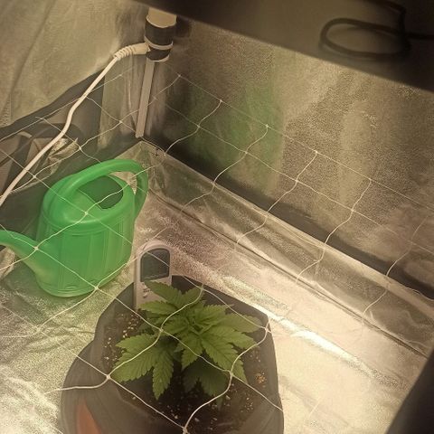 Sweet ZZ growlog photo: Ajuste da luz, estava a 45cm do topo da planta, subi 5cm para 50cm.
Ajuste da ventoinha para o vento não bater com muita força na planta.
Subi transformador para manter a placa de LED's direita.