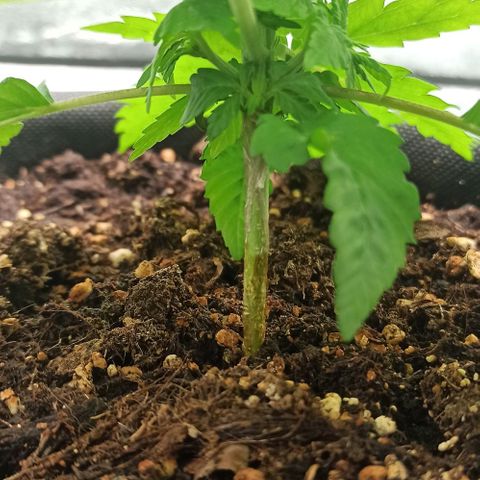 Sweet ZZ growlog photo: Aspecto saudável.