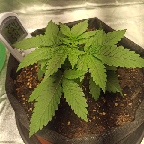 Sweet ZZ growlog photo: Aspecto saudável.