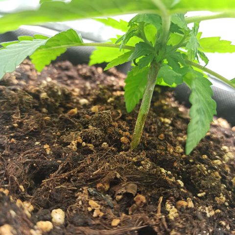 Sweet ZZ growlog photo: Aspecto saudável.