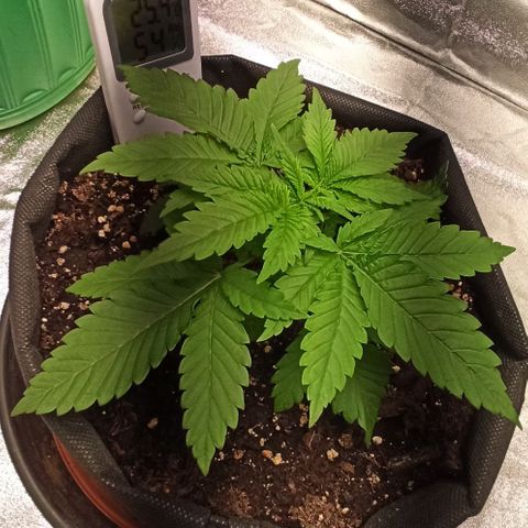 Sweet ZZ growlog photo: Aspecto saudável.