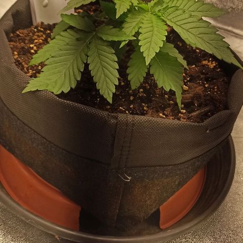 Sweet ZZ growlog timeline photo