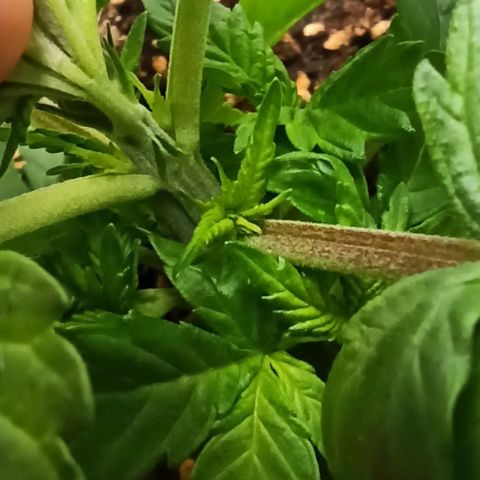 Sweet ZZ growlog timeline photo