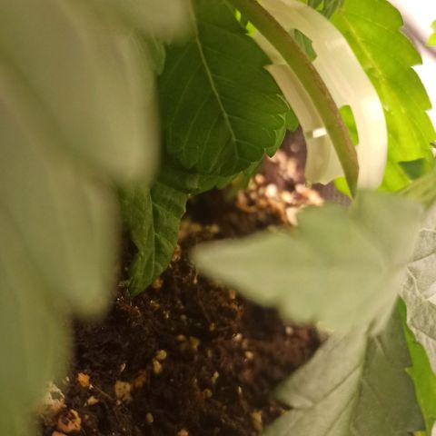 Sweet ZZ growlog photo: Starting with the LST training with some bending clips.
Watered the soil the the plant to simulate rain from outdoor environment.

Início do treino LST com clips the dobragem.
Rega do solo e da planta para simular a chuva de ambiente externo.