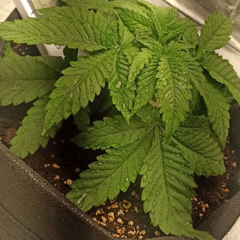 Sweet ZZ growlog photo: Starting with the LST training with some bending clips.
Watered the soil the the plant to simulate rain from outdoor environment.

Início do treino LST com clips the dobragem.
Rega do solo e da planta para simular a chuva de ambiente externo.