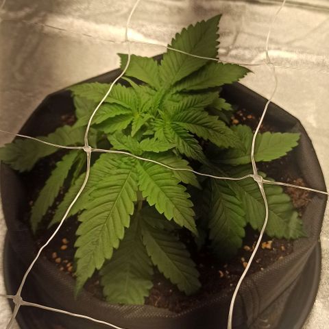 Sweet ZZ growlog photo: Starting with the LST training with some bending clips.
Watered the soil the the plant to simulate rain from outdoor environment.

Início do treino LST com clips the dobragem.
Rega do solo e da planta para simular a chuva de ambiente externo.