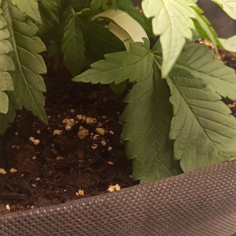 Sweet ZZ growlog photo: Starting with the LST training with some bending clips.
Watered the soil the the plant to simulate rain from outdoor environment.

Início do treino LST com clips the dobragem.
Rega do solo e da planta para simular a chuva de ambiente externo.