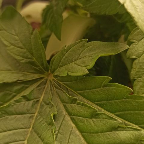 Sweet ZZ growlog photo: Starting with the LST training with some bending clips.
Watered the soil the the plant to simulate rain from outdoor environment.

Início do treino LST com clips the dobragem.
Rega do solo e da planta para simular a chuva de ambiente externo.