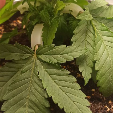 Sweet ZZ growlog photo: Starting with the LST training with some bending clips.
Watered the soil the the plant to simulate rain from outdoor environment.

Início do treino LST com clips the dobragem.
Rega do solo e da planta para simular a chuva de ambiente externo.