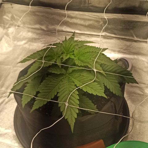 Sweet ZZ growlog photo: Aumento da distância entre planta e luz a tentar incentivar a planta a crescer em altura