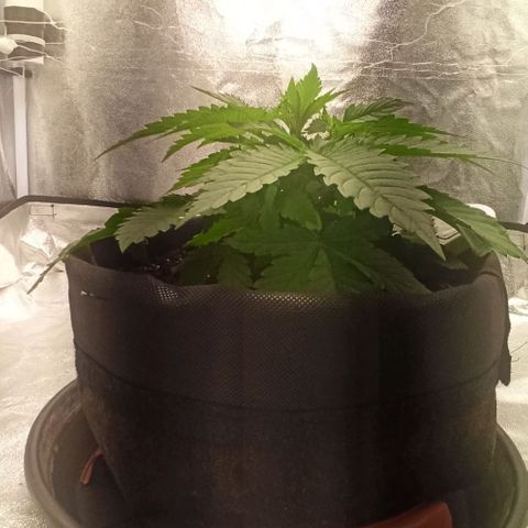 Sweet ZZ growlog photo: Aumento da distância entre planta e luz a tentar incentivar a planta a crescer em altura