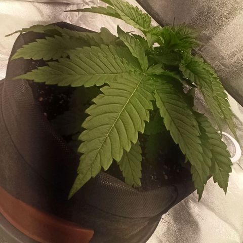 Sweet ZZ growlog photo: Aumento da distância entre planta e luz a tentar incentivar a planta a crescer em altura