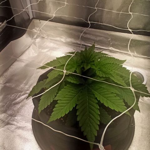 Sweet ZZ growlog photo: Aumento da distância entre planta e luz a tentar incentivar a planta a crescer em altura