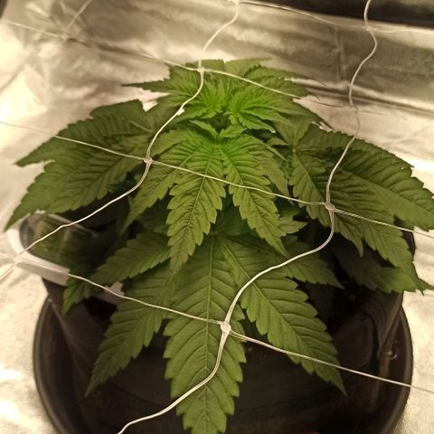 Sweet ZZ growlog timeline photo