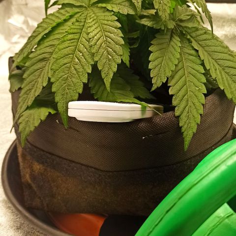 Sweet ZZ growlog timeline photo