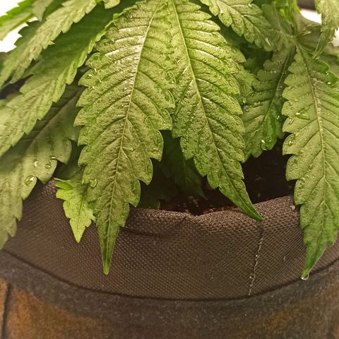 Sweet ZZ growlog timeline photo