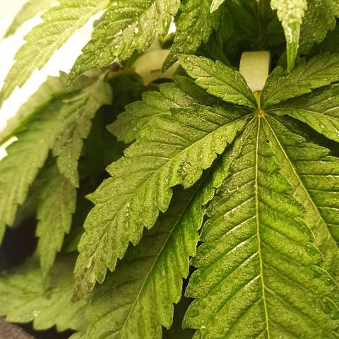 Sweet ZZ growlog timeline photo