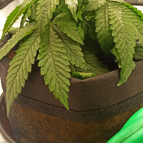 Sweet ZZ growlog timeline photo