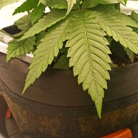 Sweet ZZ growlog timeline photo