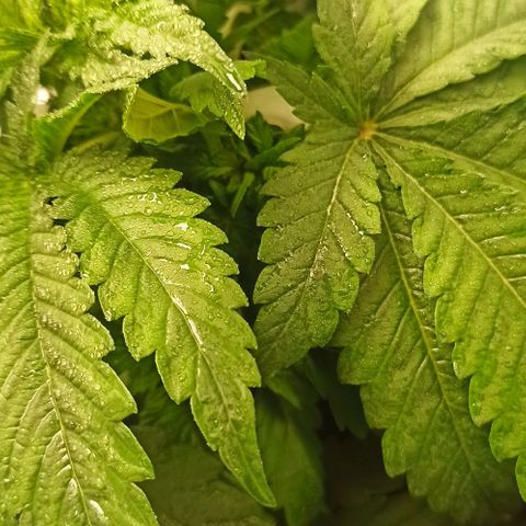 Sweet ZZ growlog timeline photo