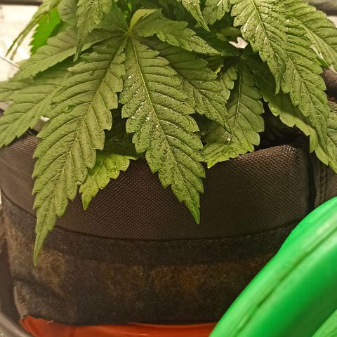 Sweet ZZ growlog timeline photo