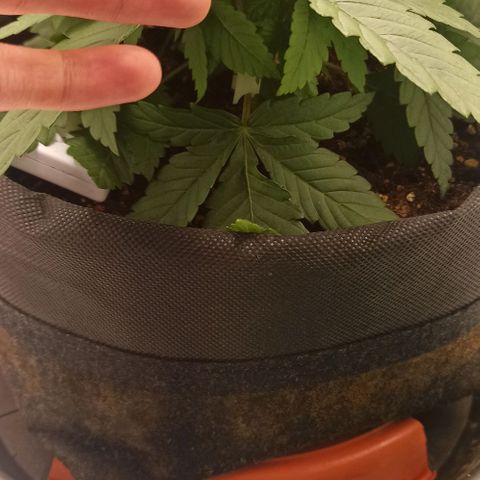 Sweet ZZ growlog timeline photo