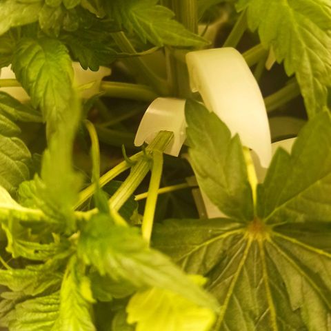 Sweet ZZ growlog timeline photo