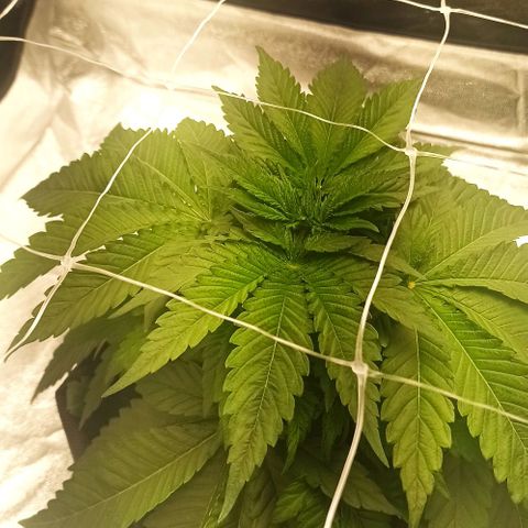 Sweet ZZ growlog timeline photo