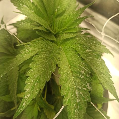 Sweet ZZ growlog timeline photo