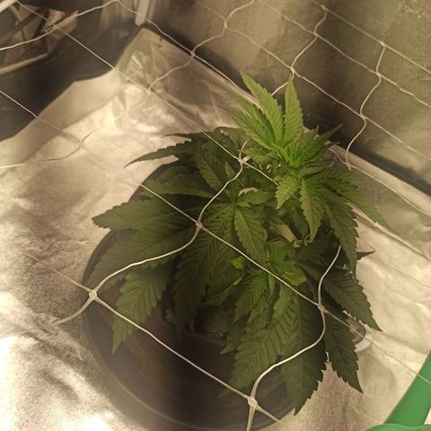 Sweet ZZ growlog timeline photo