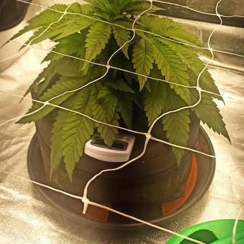 Sweet ZZ growlog timeline photo