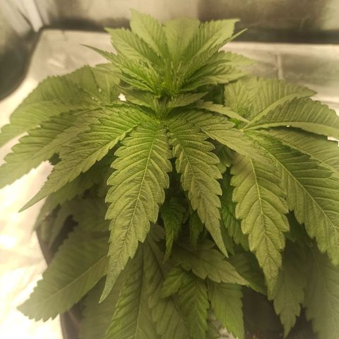 Sweet ZZ growlog timeline photo