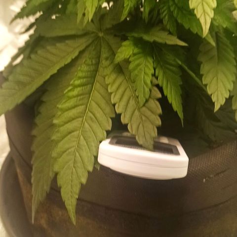 Sweet ZZ growlog timeline photo