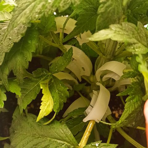 Sweet ZZ growlog photo: Poda de alguma folhas na base do caule.
Aplicação de bending clips em mais alguns ramos.
Rega com nutrientes.